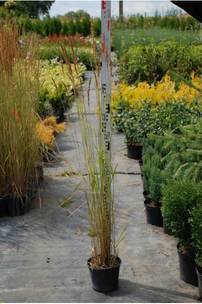 Вейник остроцветковый Овердам / Кунишник - 3л/вис.70-110см/Ø15-25см